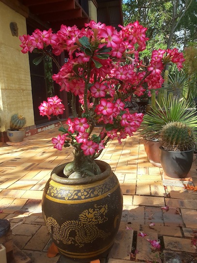 adenium.jpg